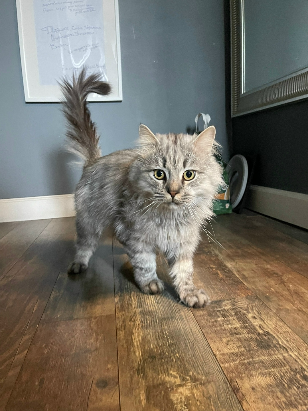 Найдена кошка в Химках — фото объявления