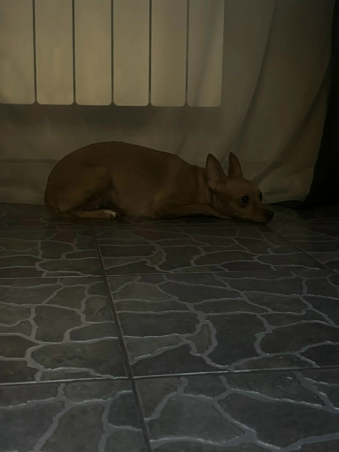 Пропала собака в Химках — фото объявления