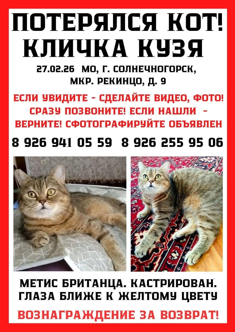 Найдена кошка в Химках — фото объявления