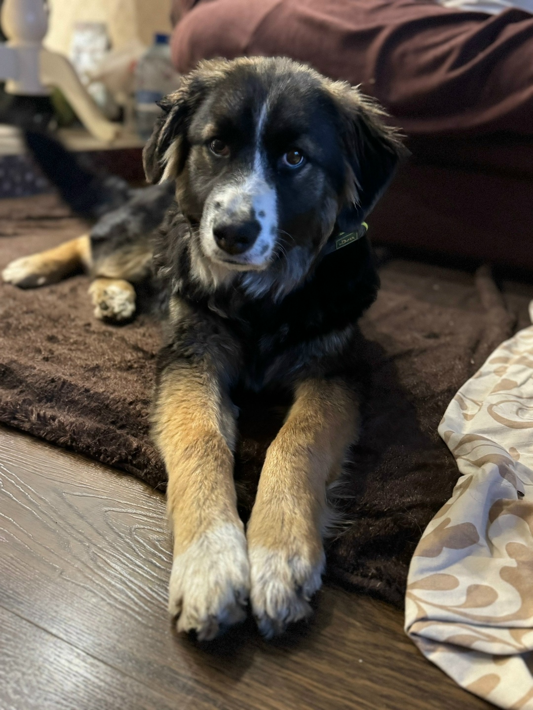 Найдена собака в Химках — фото объявления