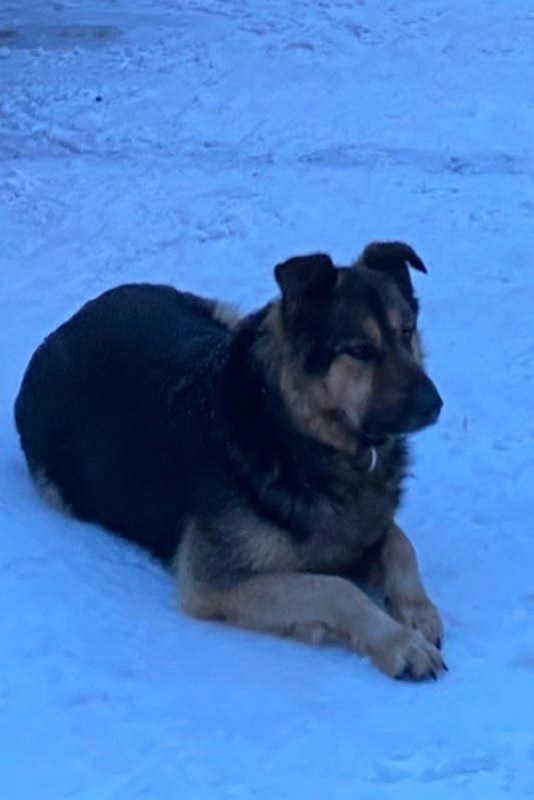 Пропала собака в Химках — фото объявления