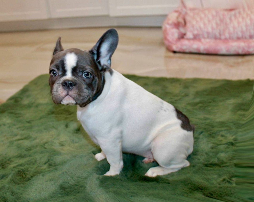 Пропала собака в Химках — фото объявления