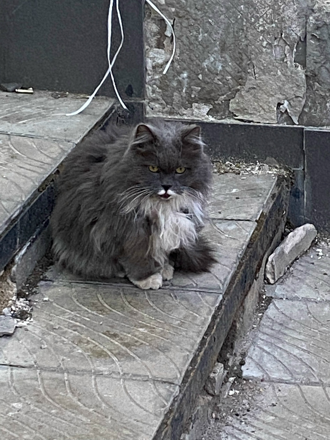 Пропала кошка в Химках — фото объявления