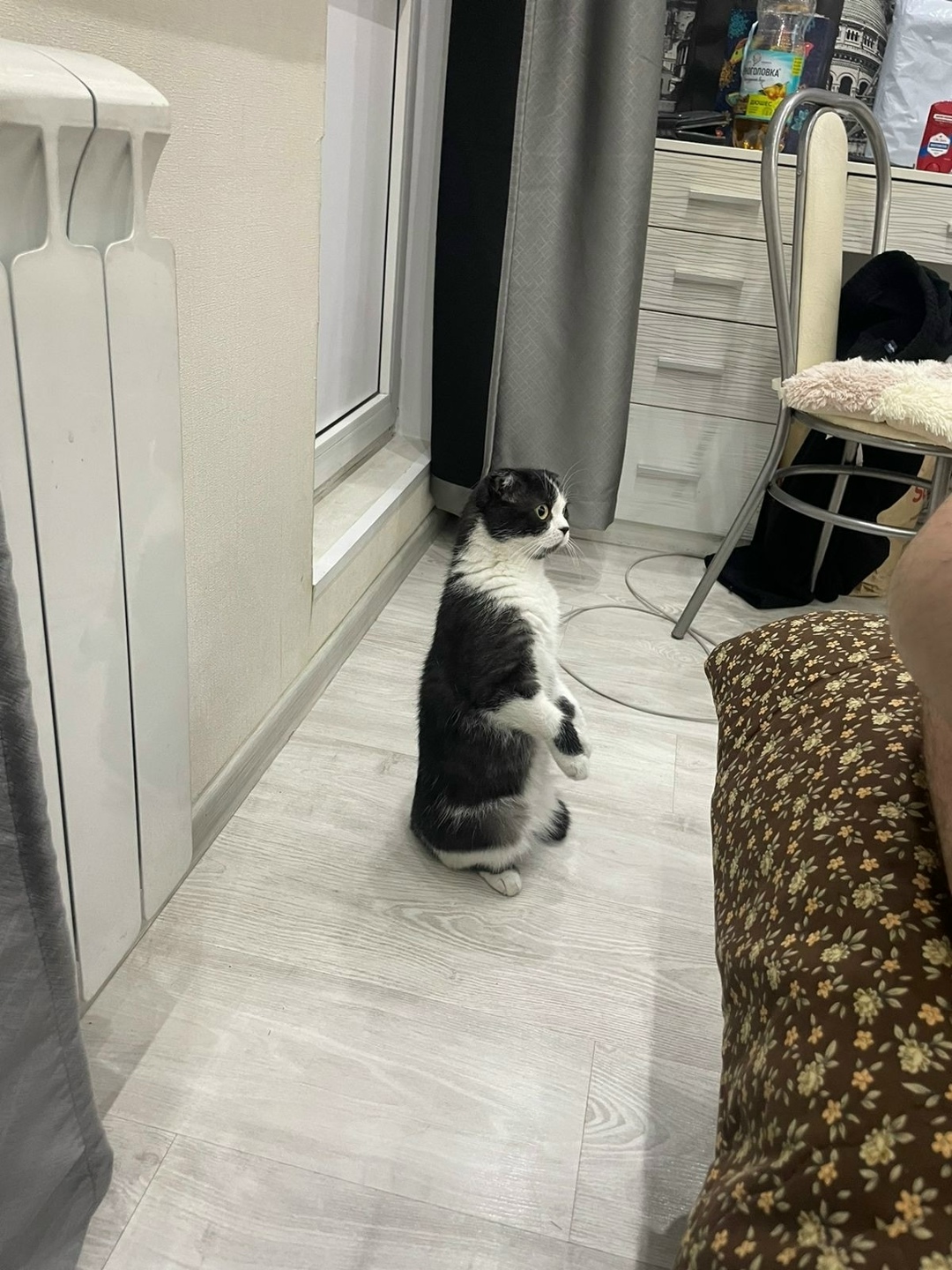 Найдена кошка в Химках — фото объявления