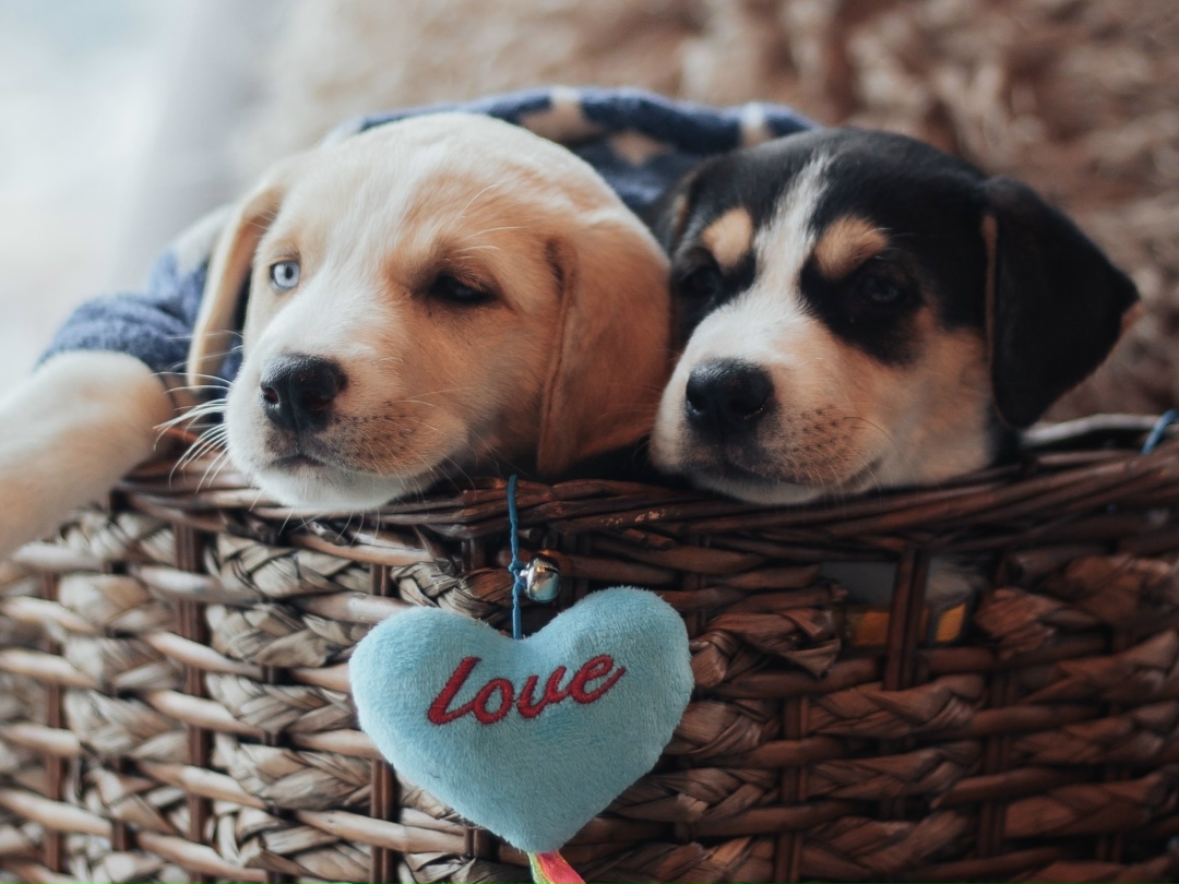 Найдена собака в Химках — фото объявления