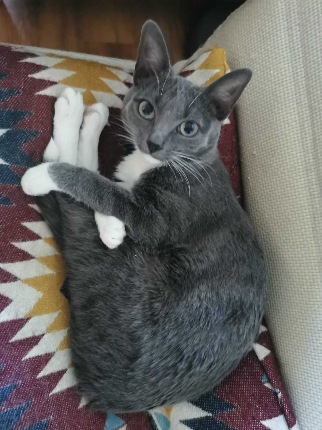 Пропала кошка в Химках — фото объявления