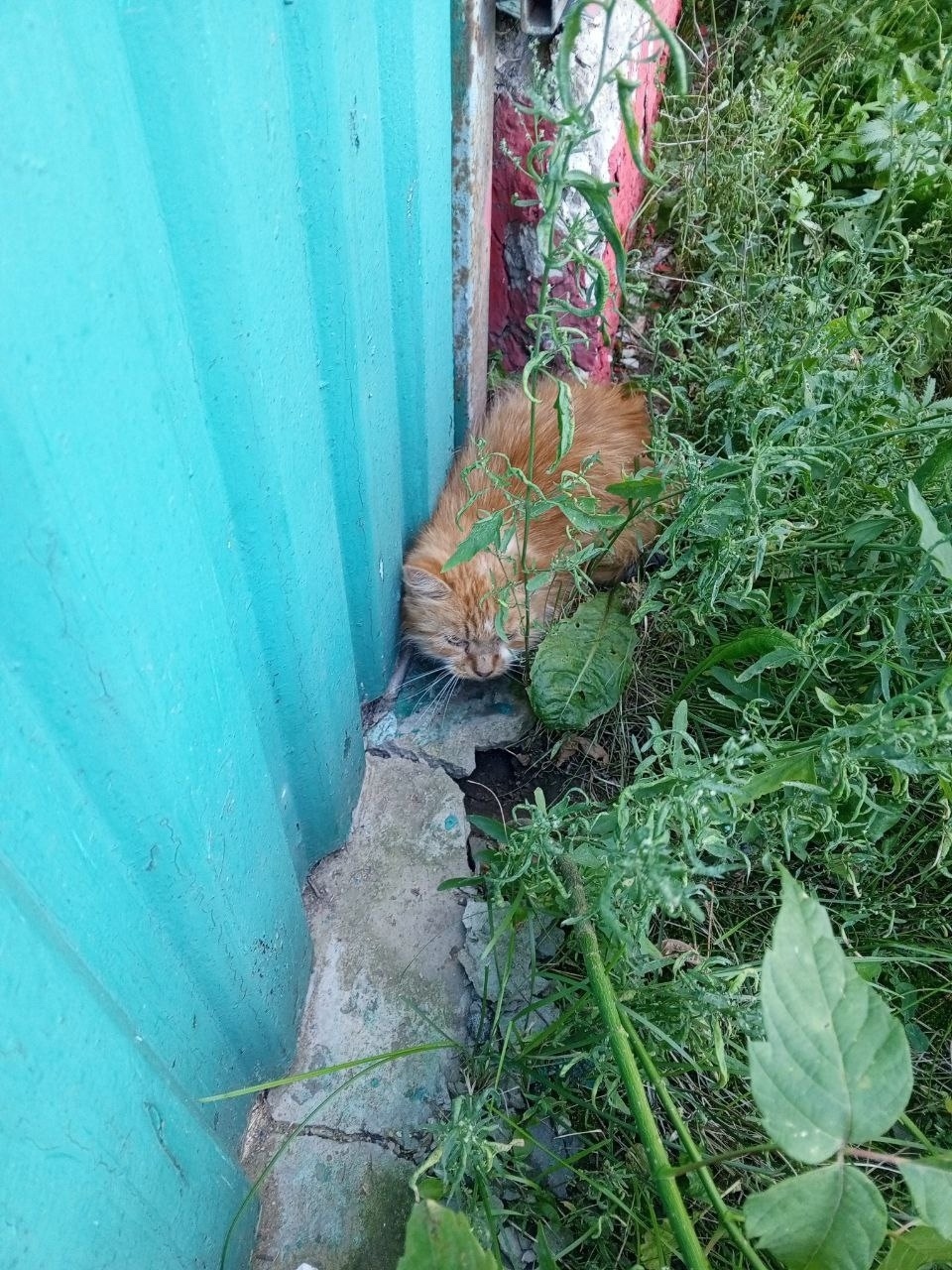 Найдена кошка в Химках — фото объявления