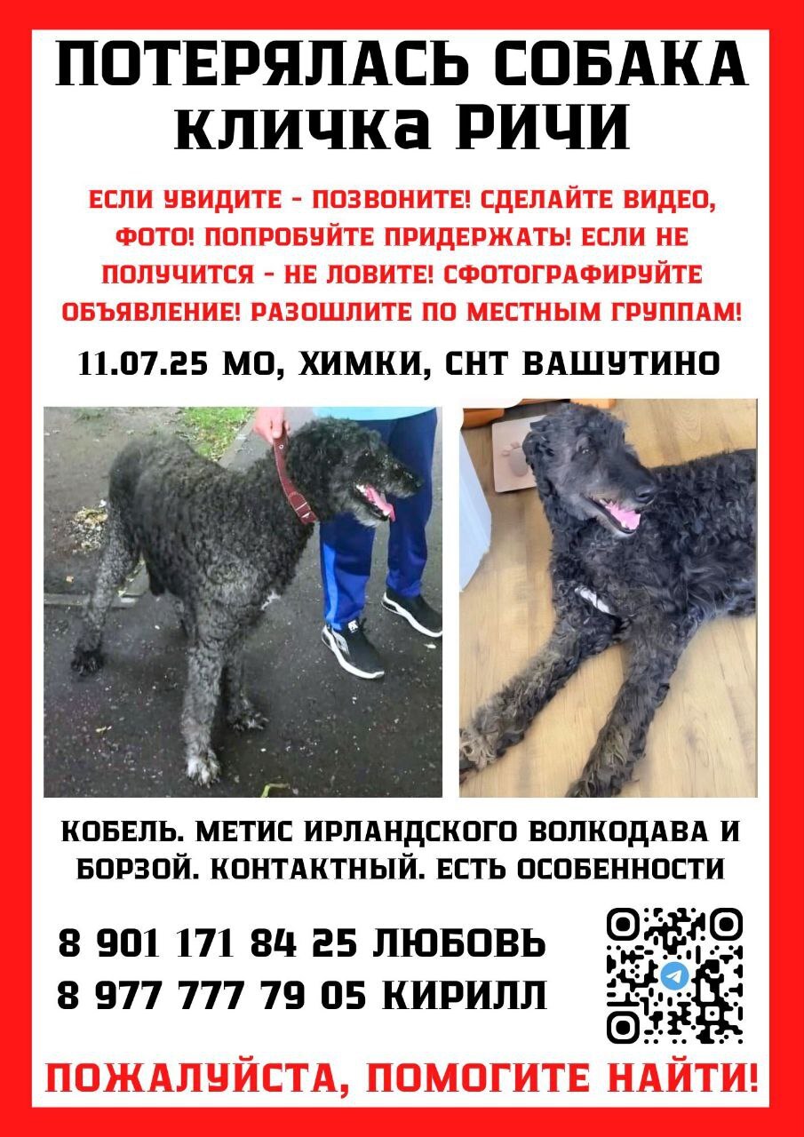 Пропала собака в Химках — фото объявления