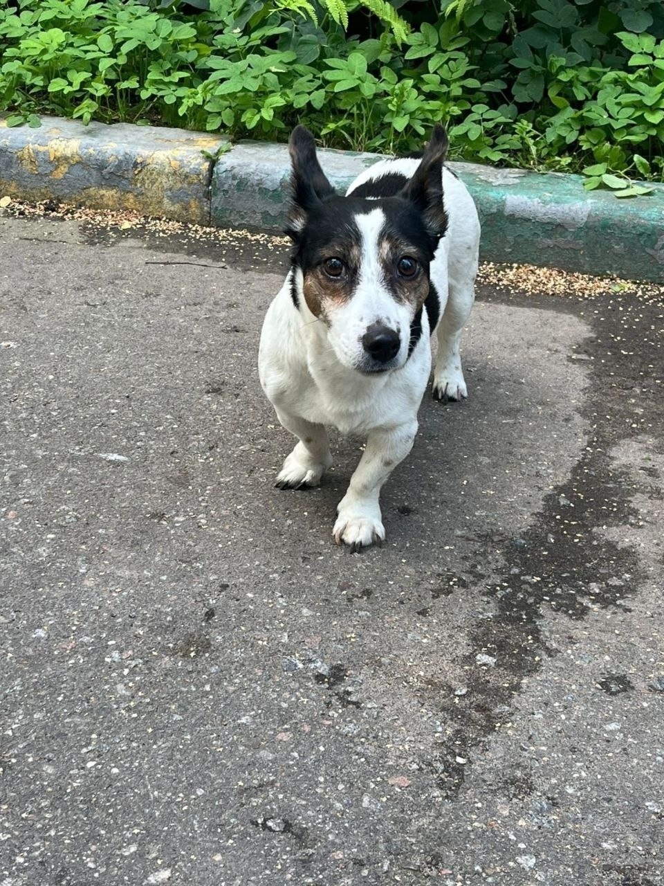 Найдена собака в Химках — фото объявления