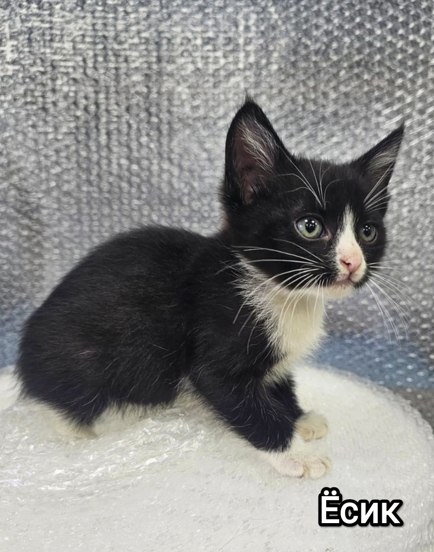 Найдена собака в Химках — фото объявления