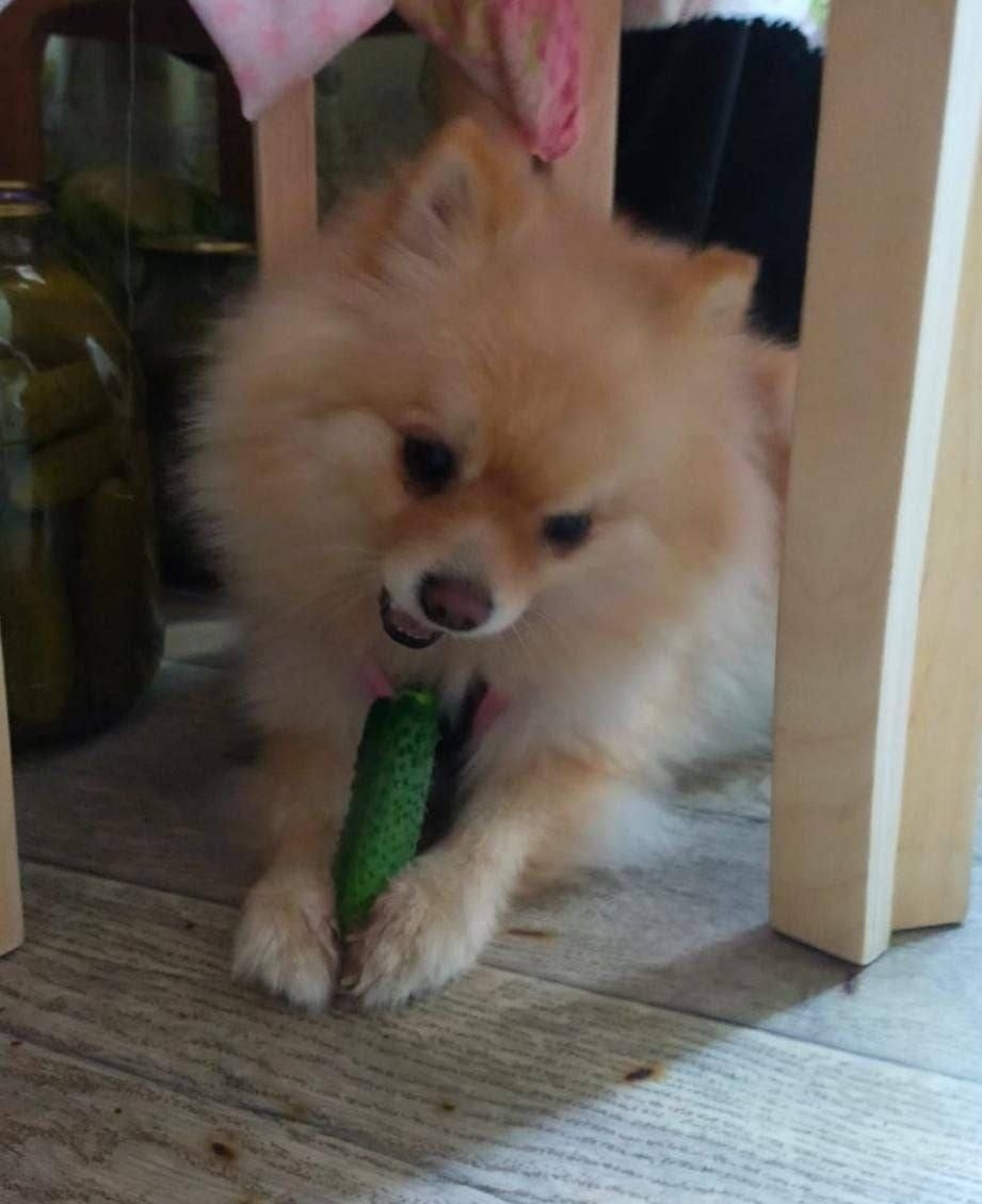 Пропала собака в Химках — фото объявления