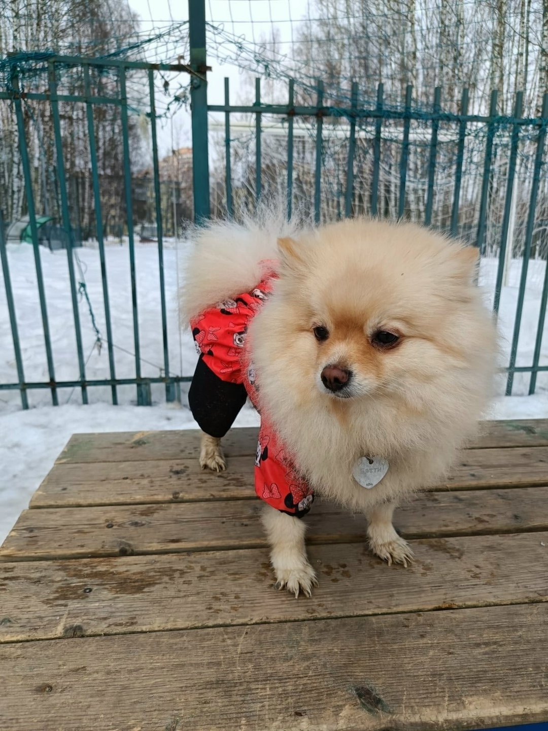 Пропала собака в Химках — фото объявления