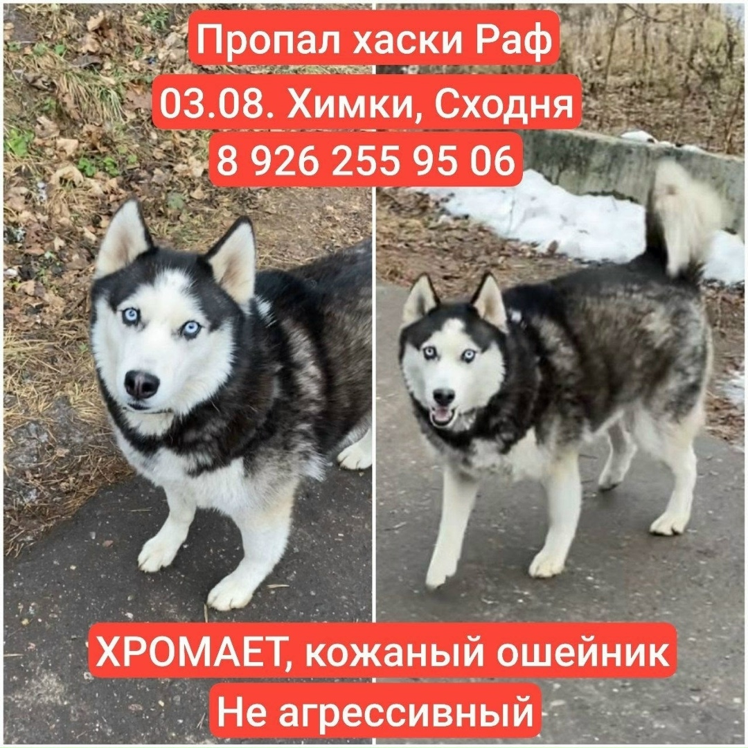 Пропала собака в Химках — фото объявления