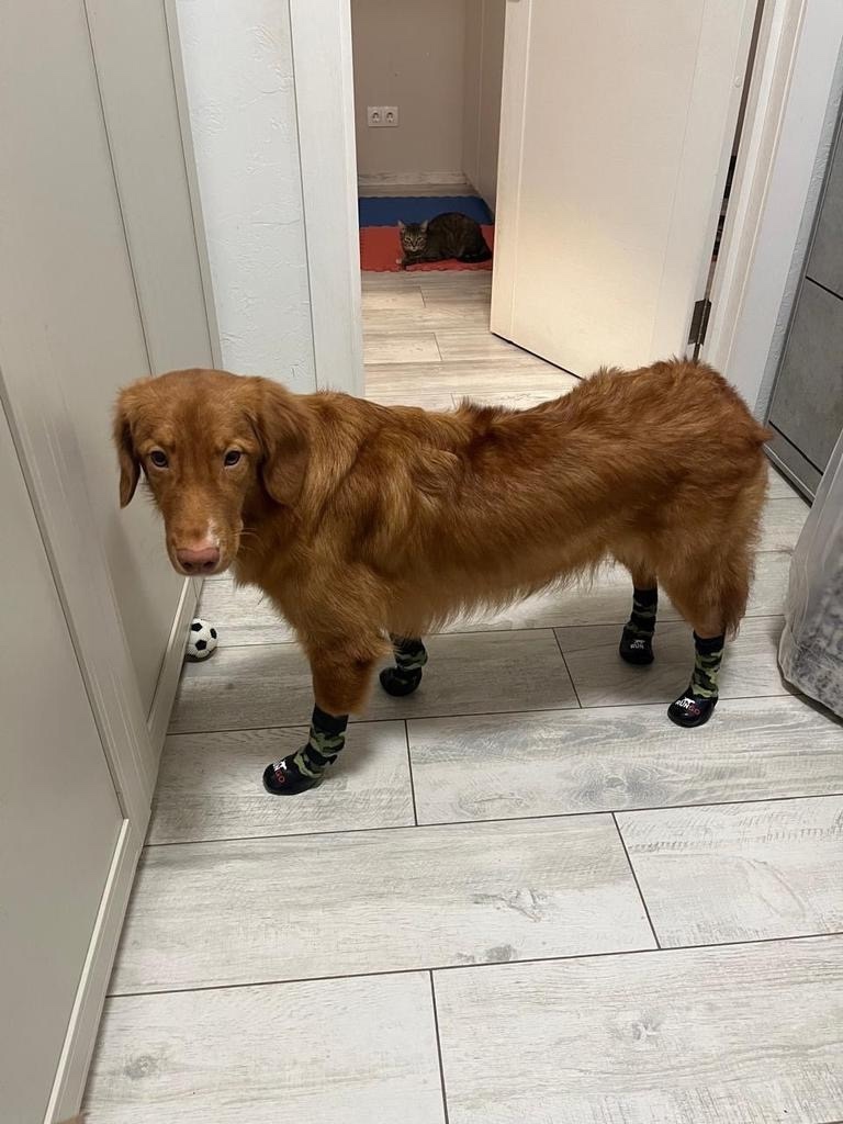 Пропала собака в Химках — фото объявления