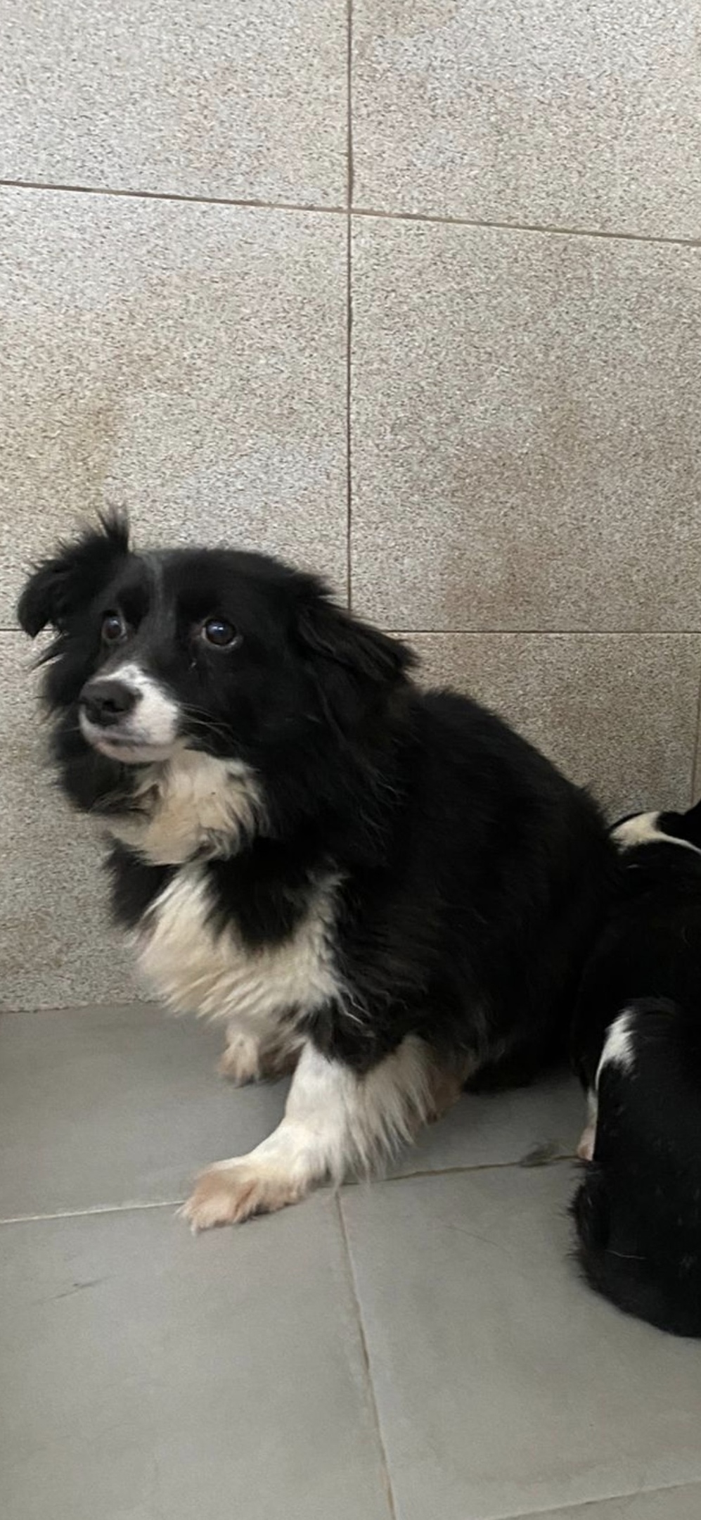 Пропала собака в Химках — фото объявления