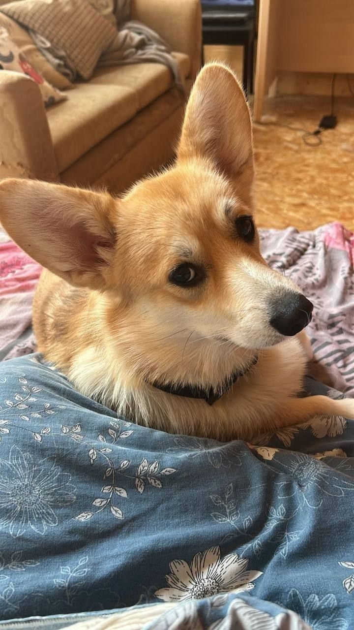 Пропала собака в Химках — фото объявления