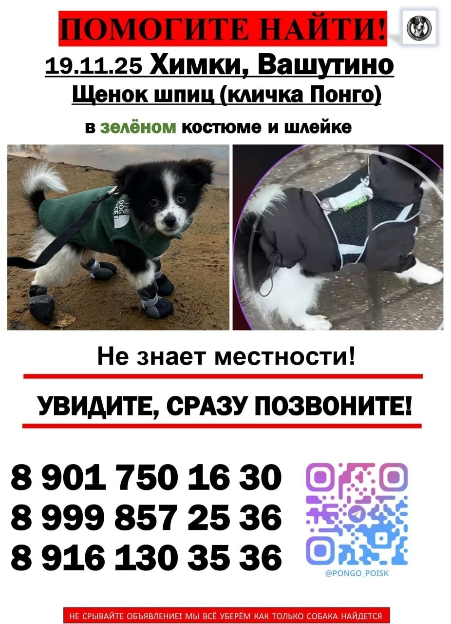 Пропала собака в Химках — фото объявления