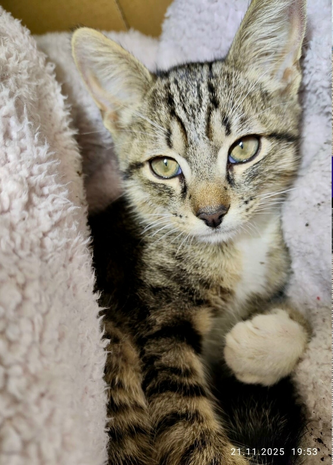 Найдена кошка в Химках — фото объявления