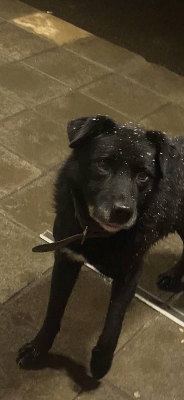 Пропала собака в Химках — фото объявления