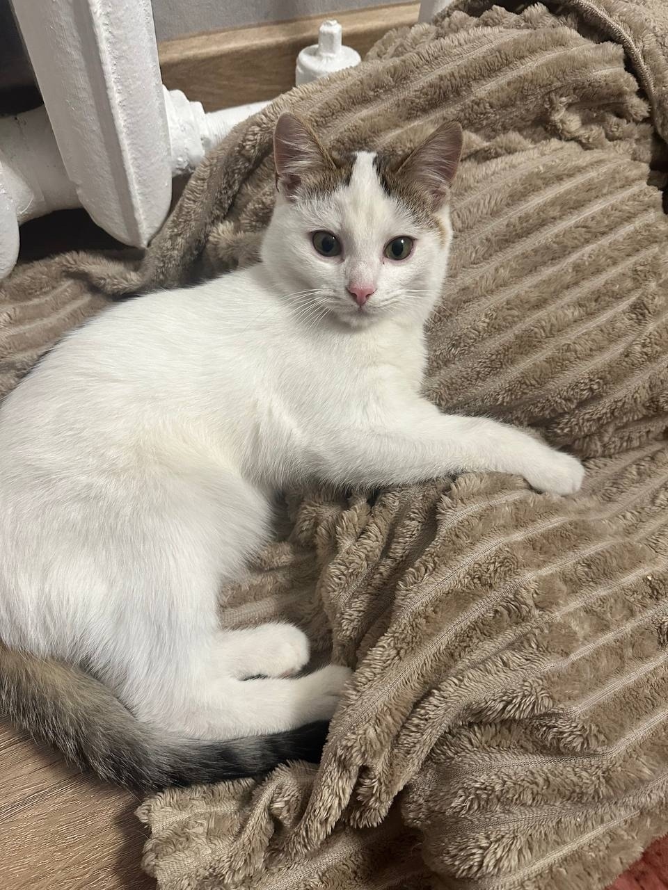 Найдена собака в Химках — фото объявления