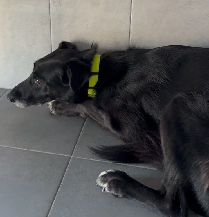 Пропала собака в Химках — фото объявления