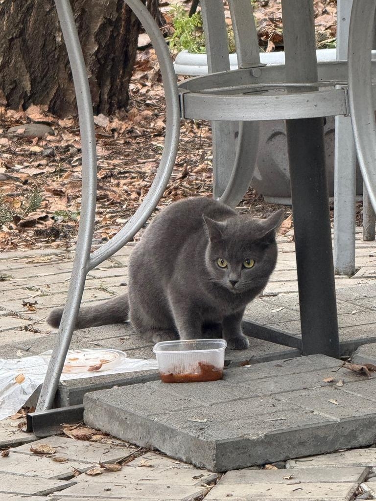 Найдена кошка в Химках — фото объявления