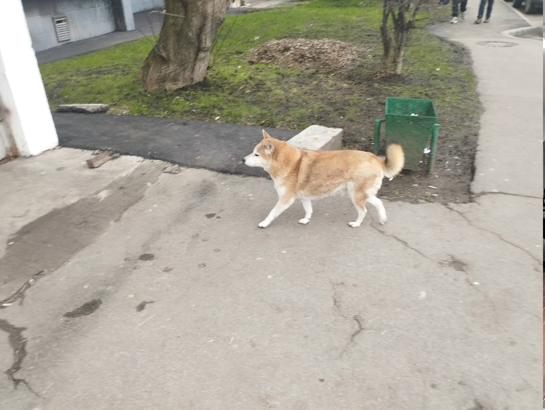 Пропала собака в Химках — фото объявления