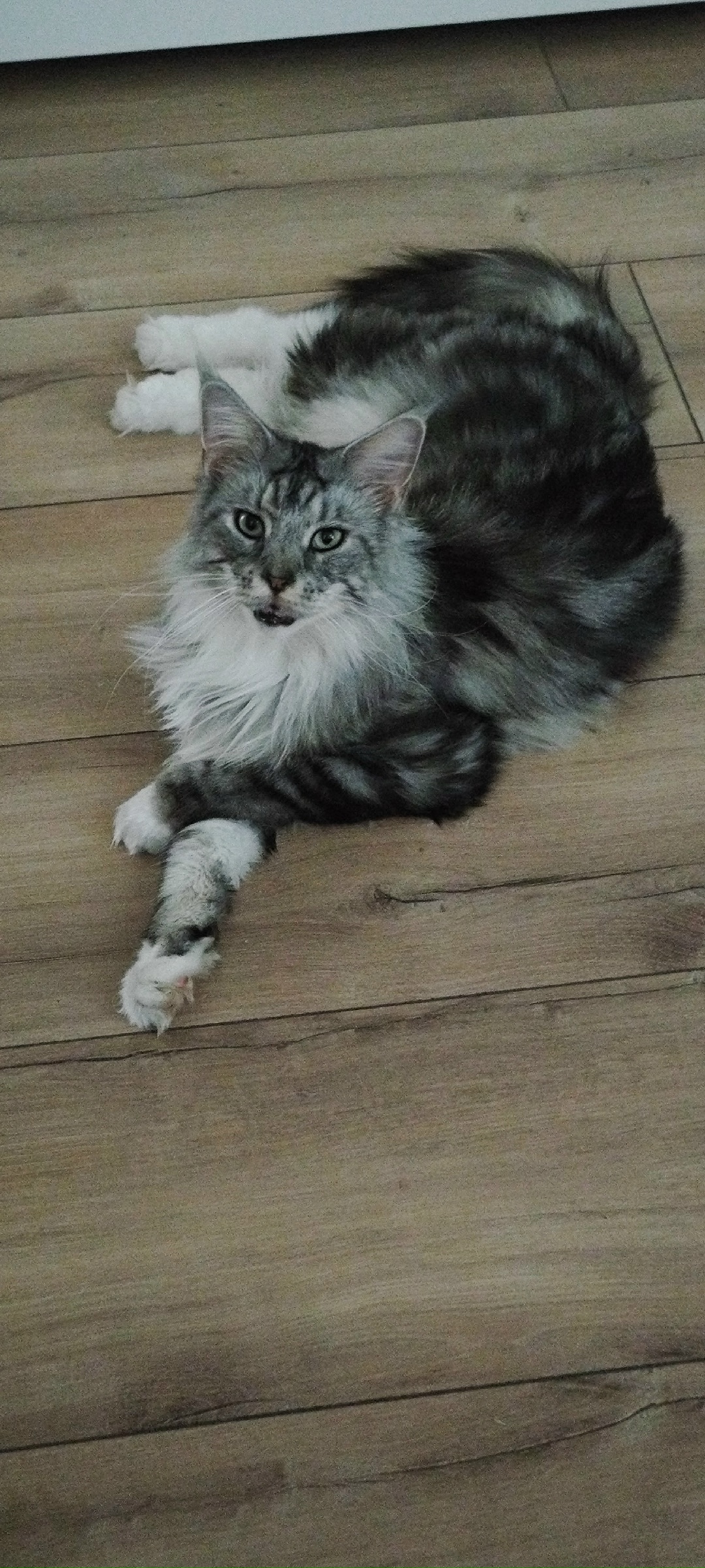 Найдена кошка в Перми — фото объявления