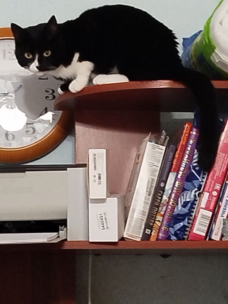 Пропала кошка в Перми — фото объявления