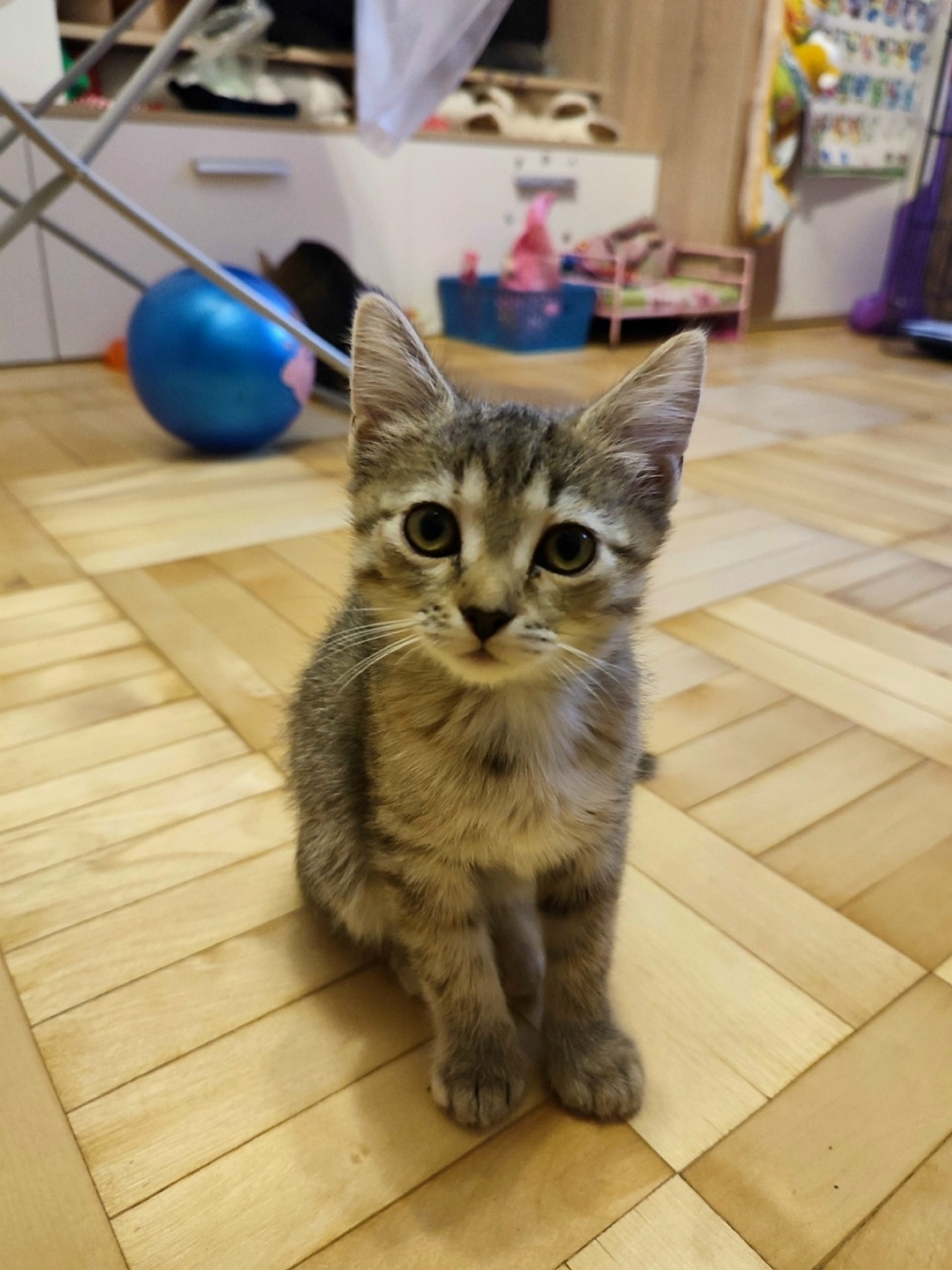 Найдена кошка в Перми — фото объявления