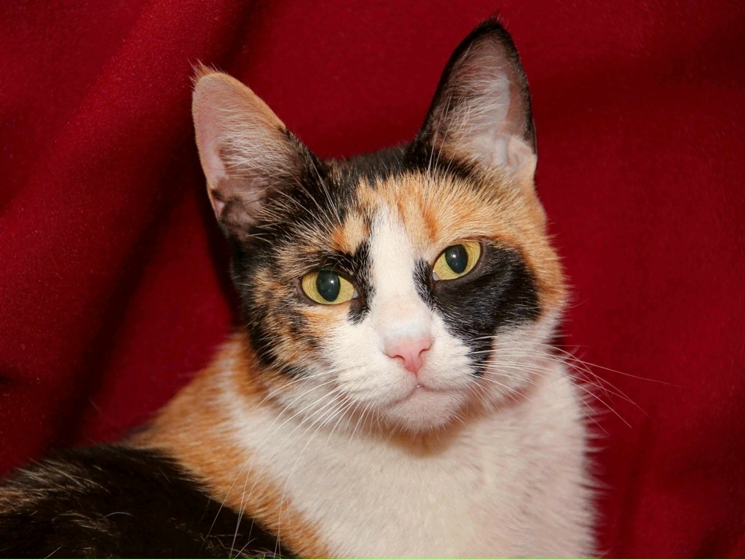 Пропала кошка в Перми — фото объявления