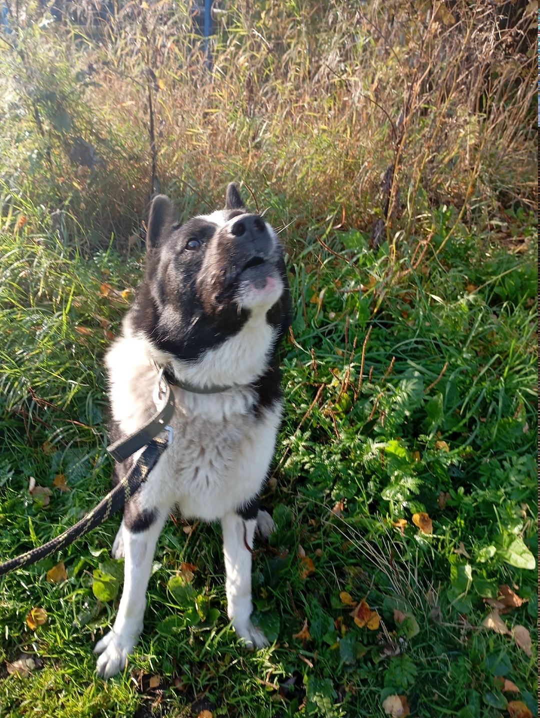 Найдена собака в Перми — фото объявления