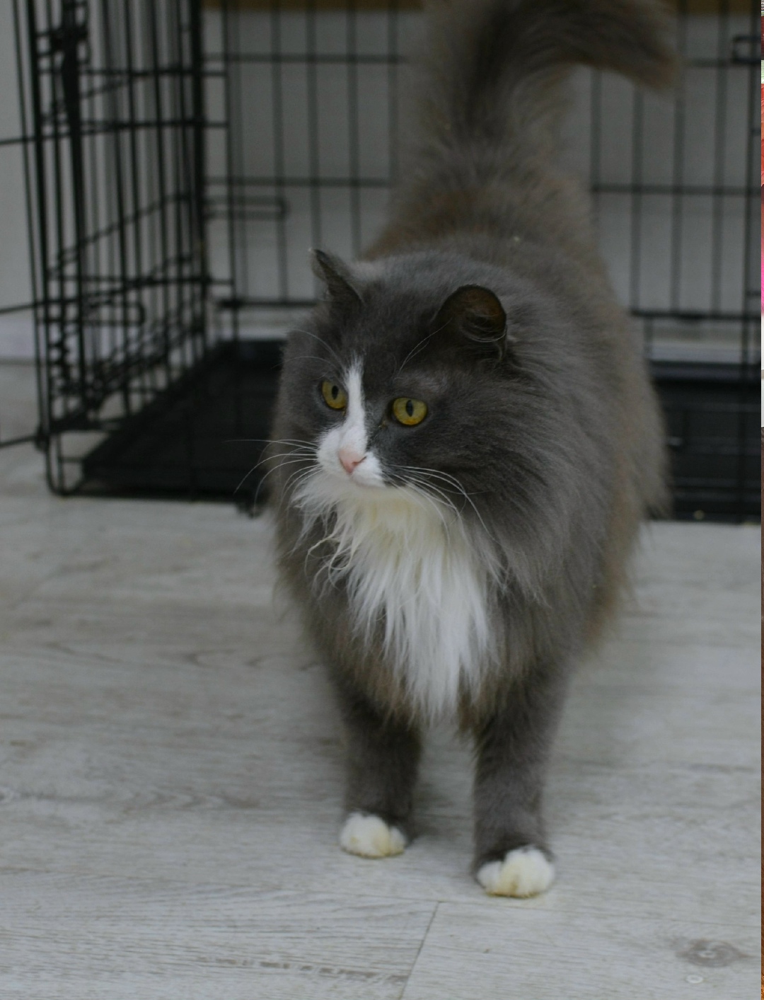 Найдена кошка в Перми — фото объявления