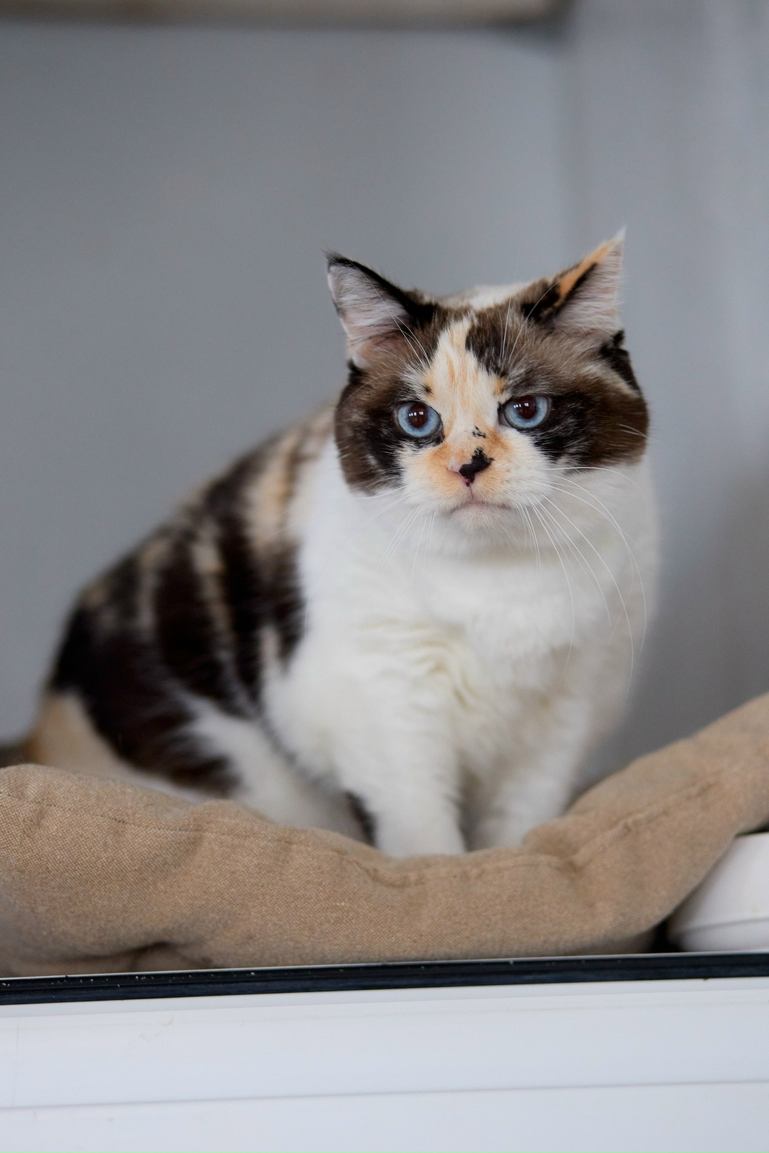 Найдена кошка в Перми — фото объявления