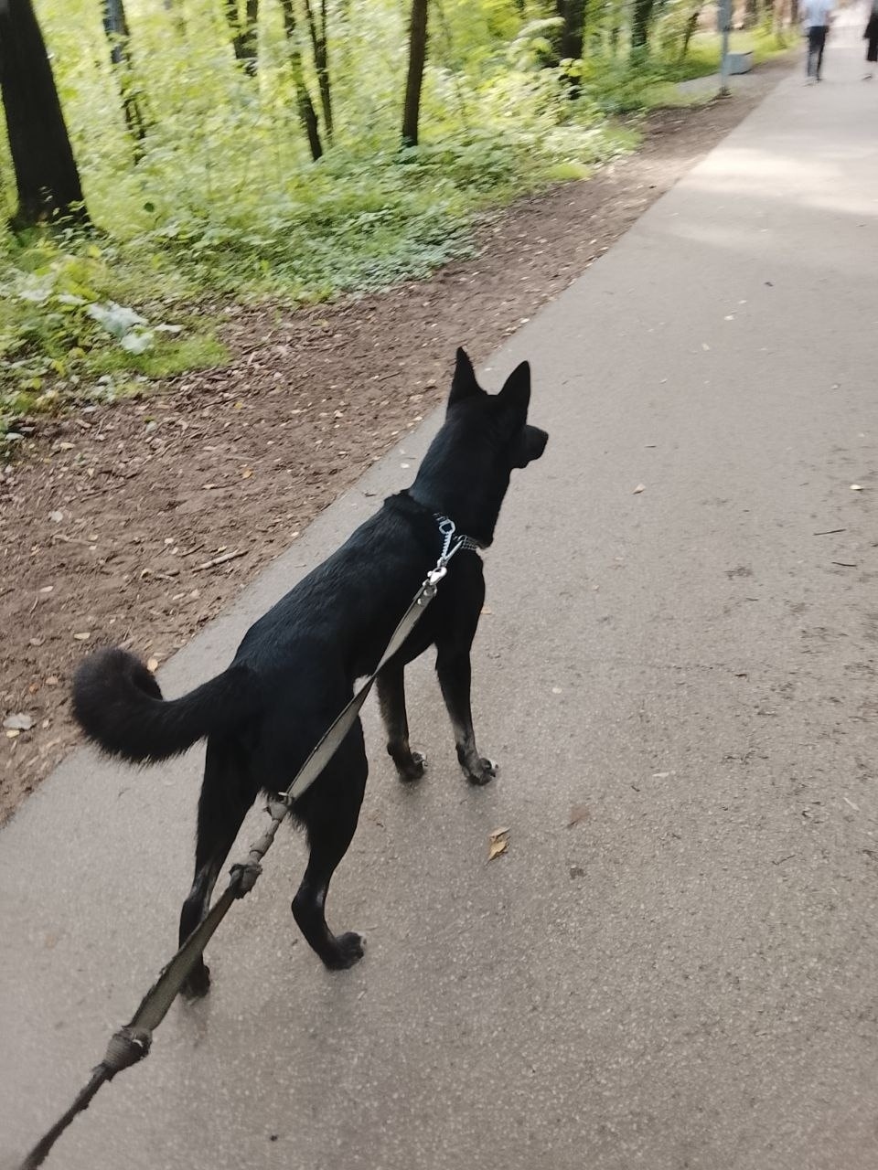 Пропала собака в Перми — фото объявления