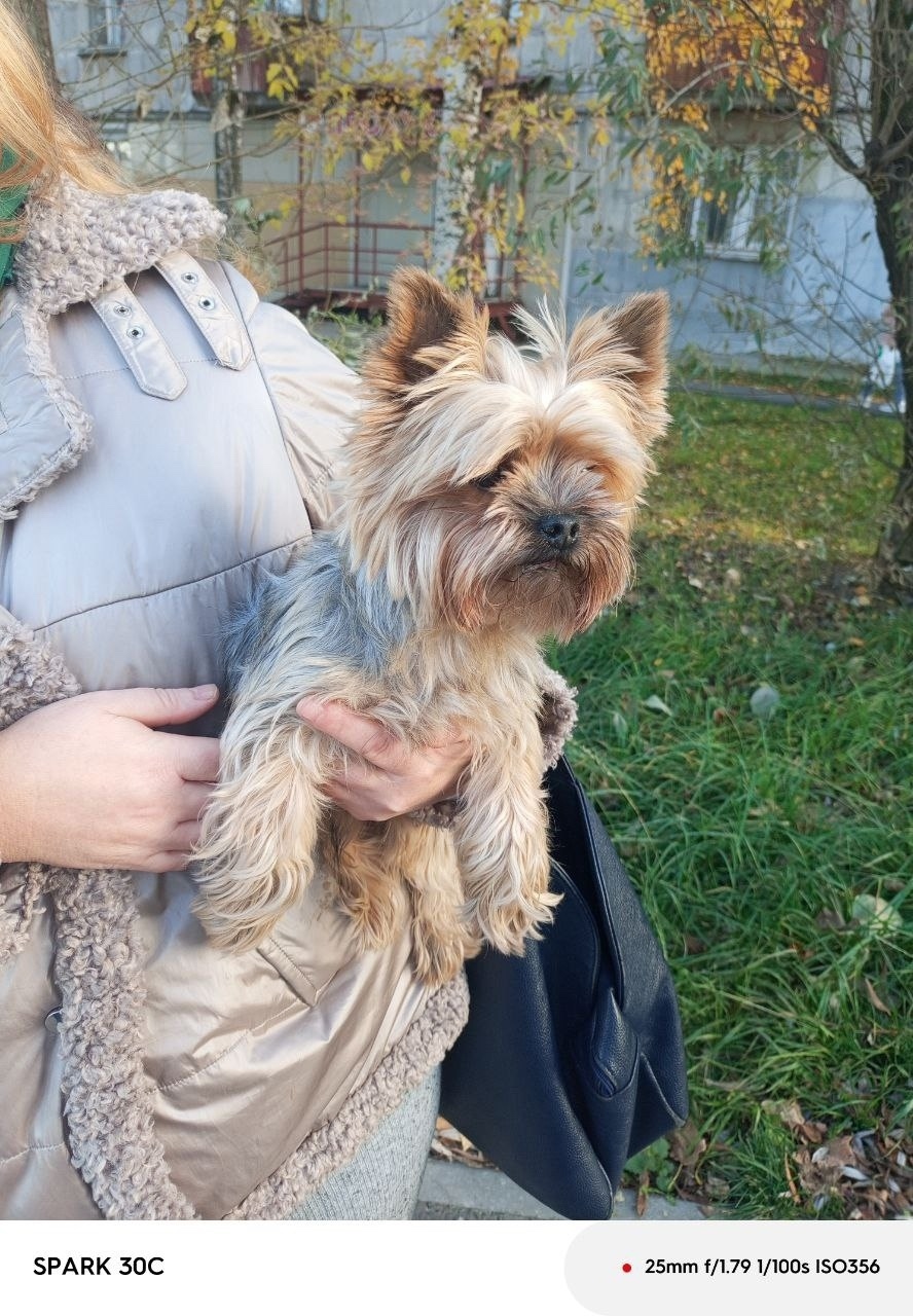 Найдена собака в Перми — фото объявления