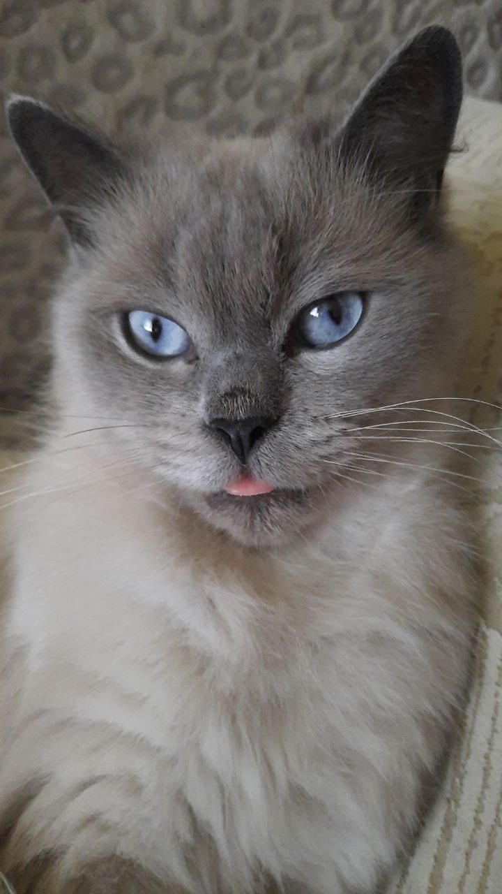 Найдена кошка в Перми — фото объявления