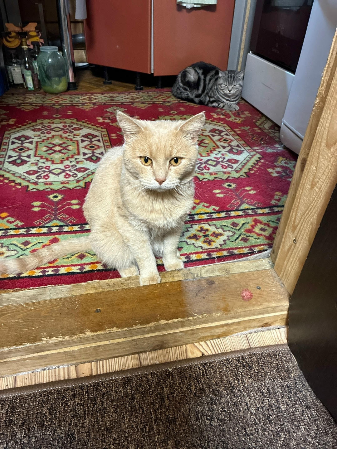 Найдена кошка в Перми — фото объявления