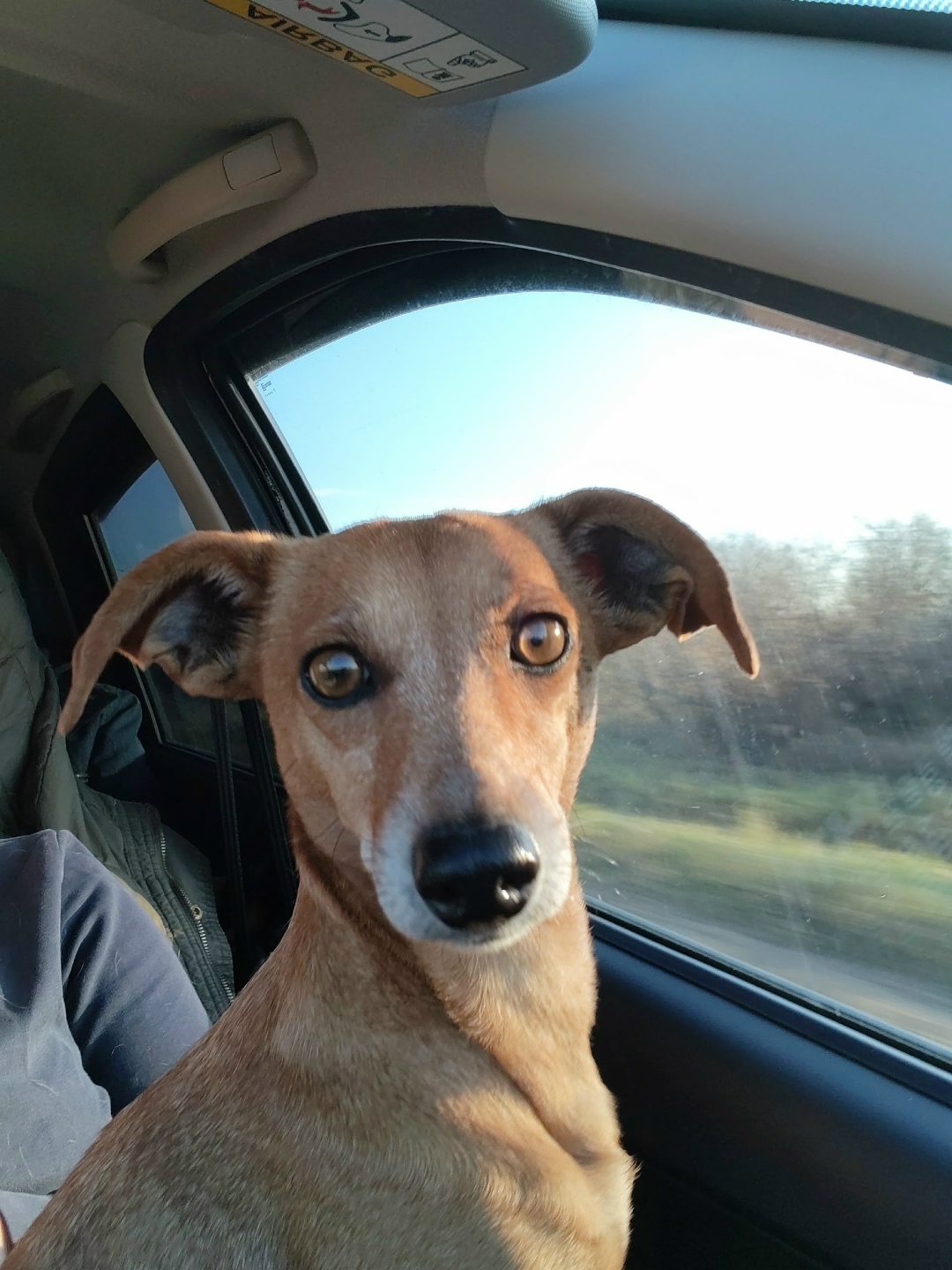 Найдена собака в Перми — фото объявления