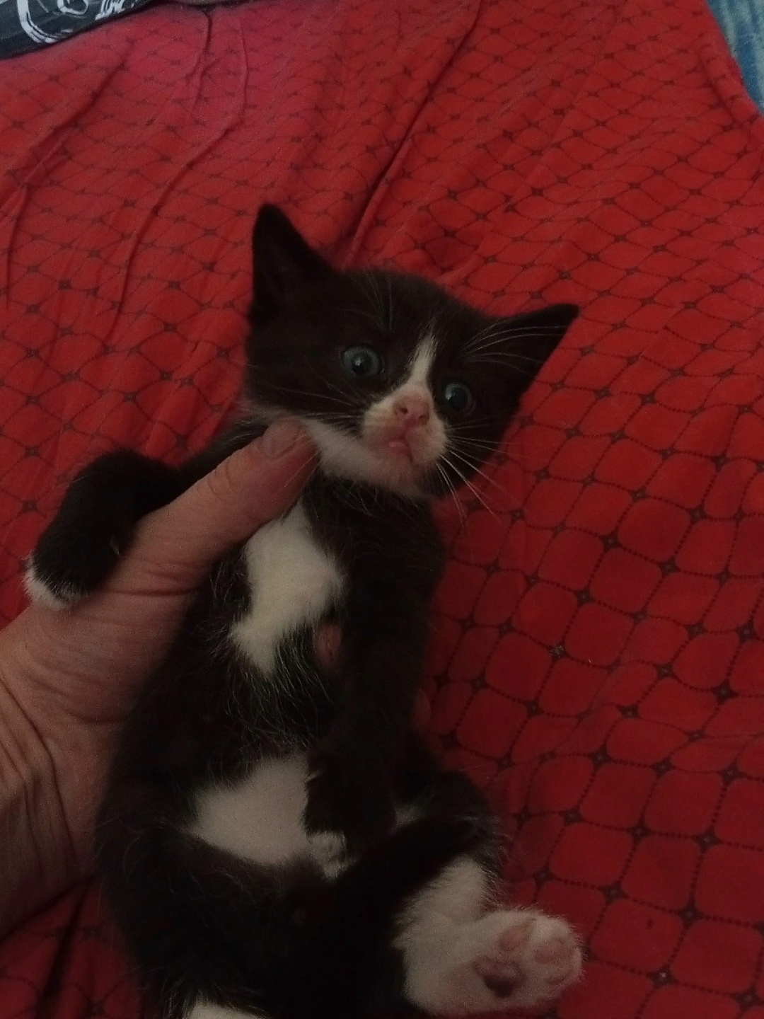 Найдена кошка в Перми — фото объявления