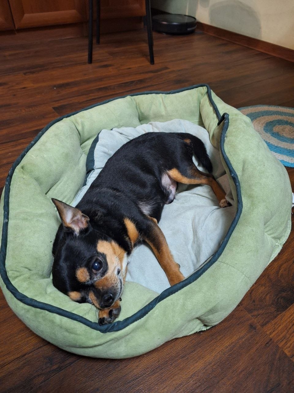 Пропала собака в Перми — фото объявления