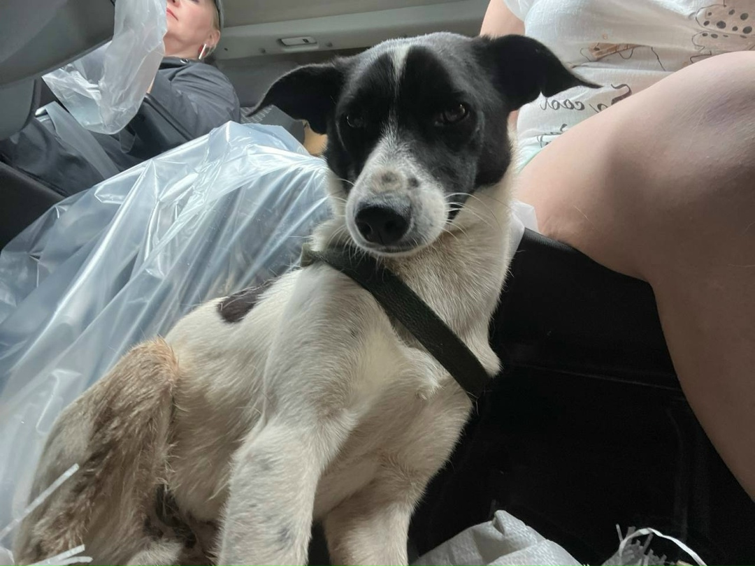 Найдена собака в Перми — фото объявления