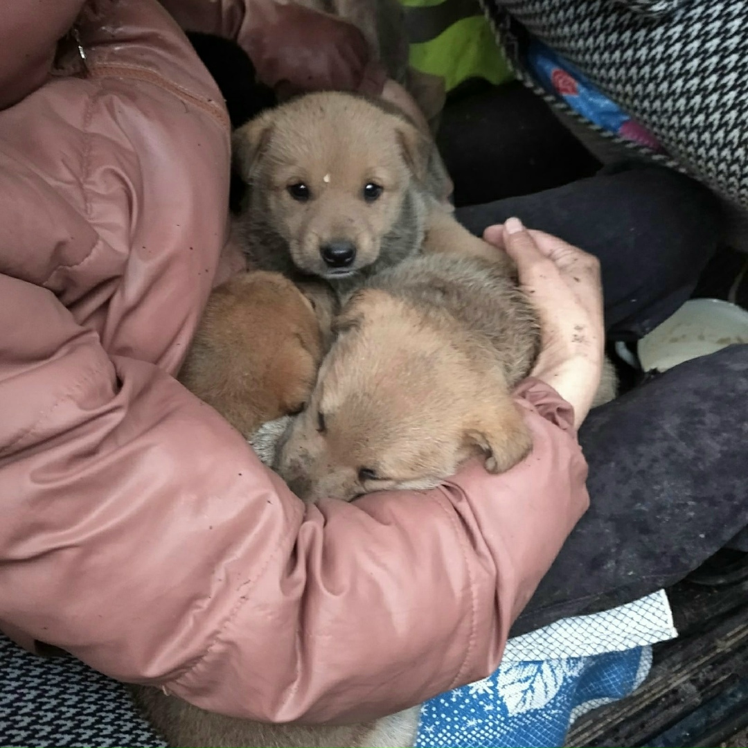 Найдена собака в Перми — фото объявления