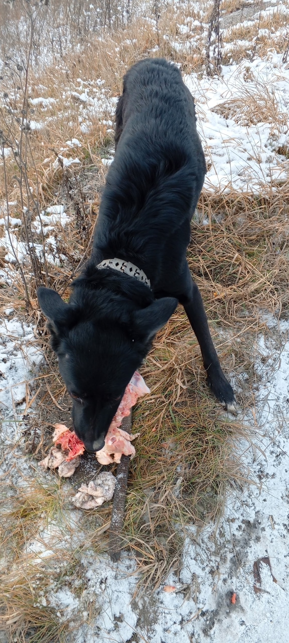 Найдена собака в Перми — фото объявления