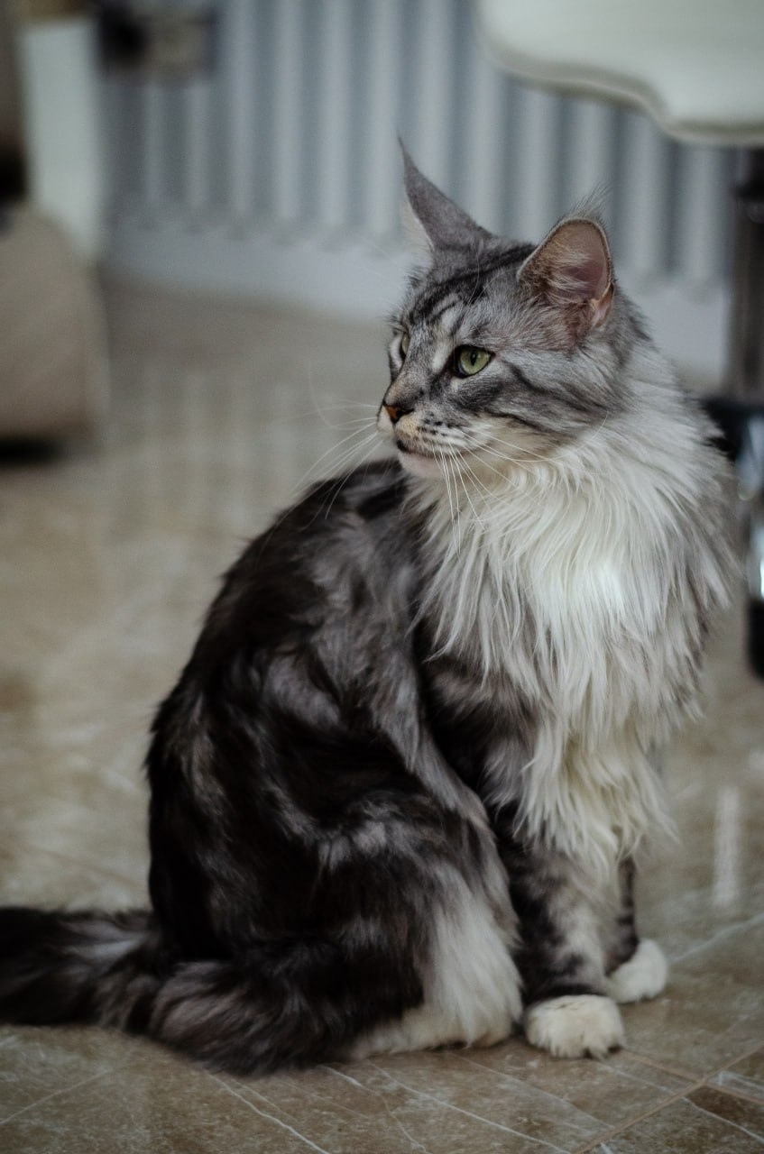 Найдена собака в Перми — фото объявления