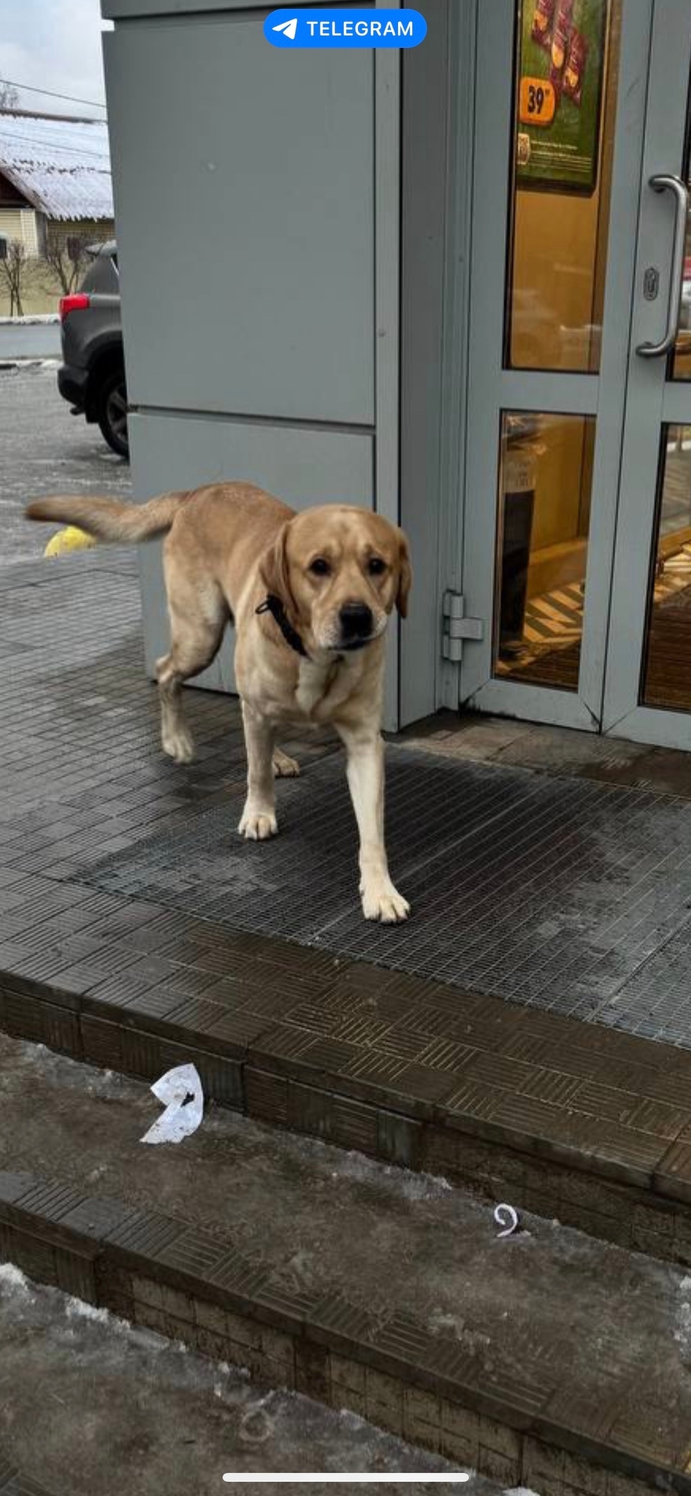 Пропала собака в Перми — фото объявления