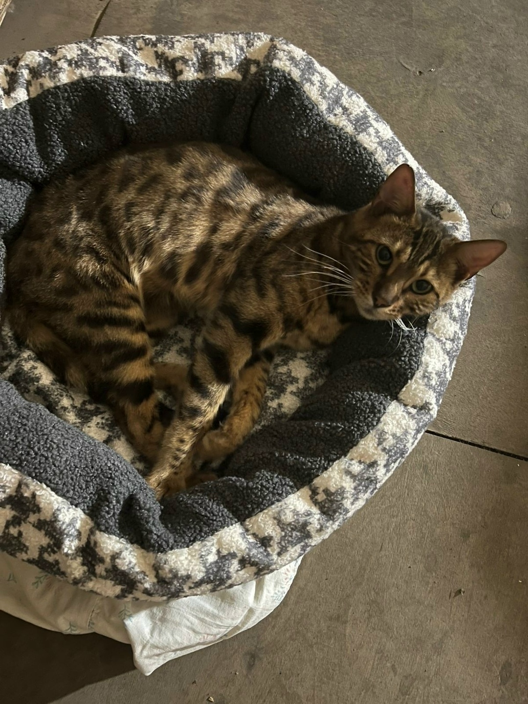 Найдена кошка в Перми — фото объявления