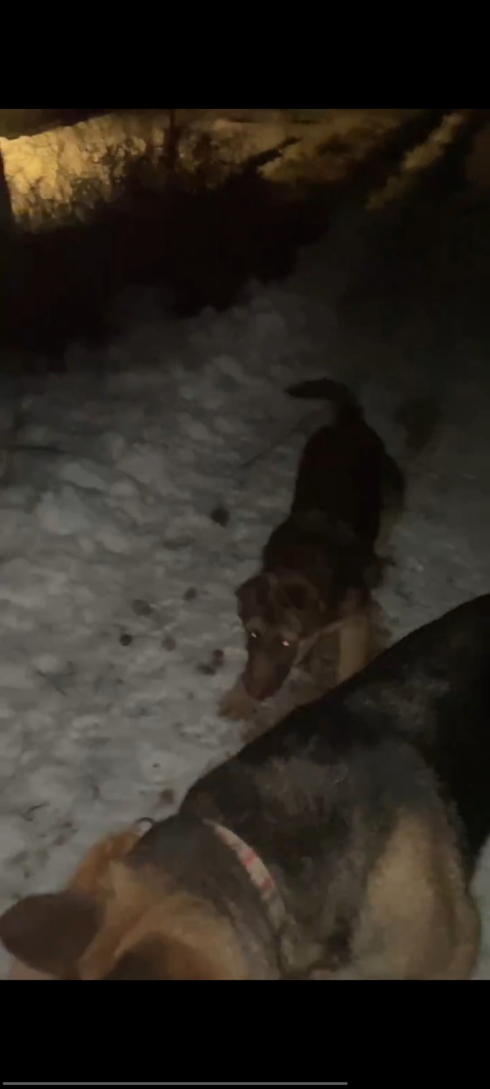 Найдена собака в Перми — фото объявления