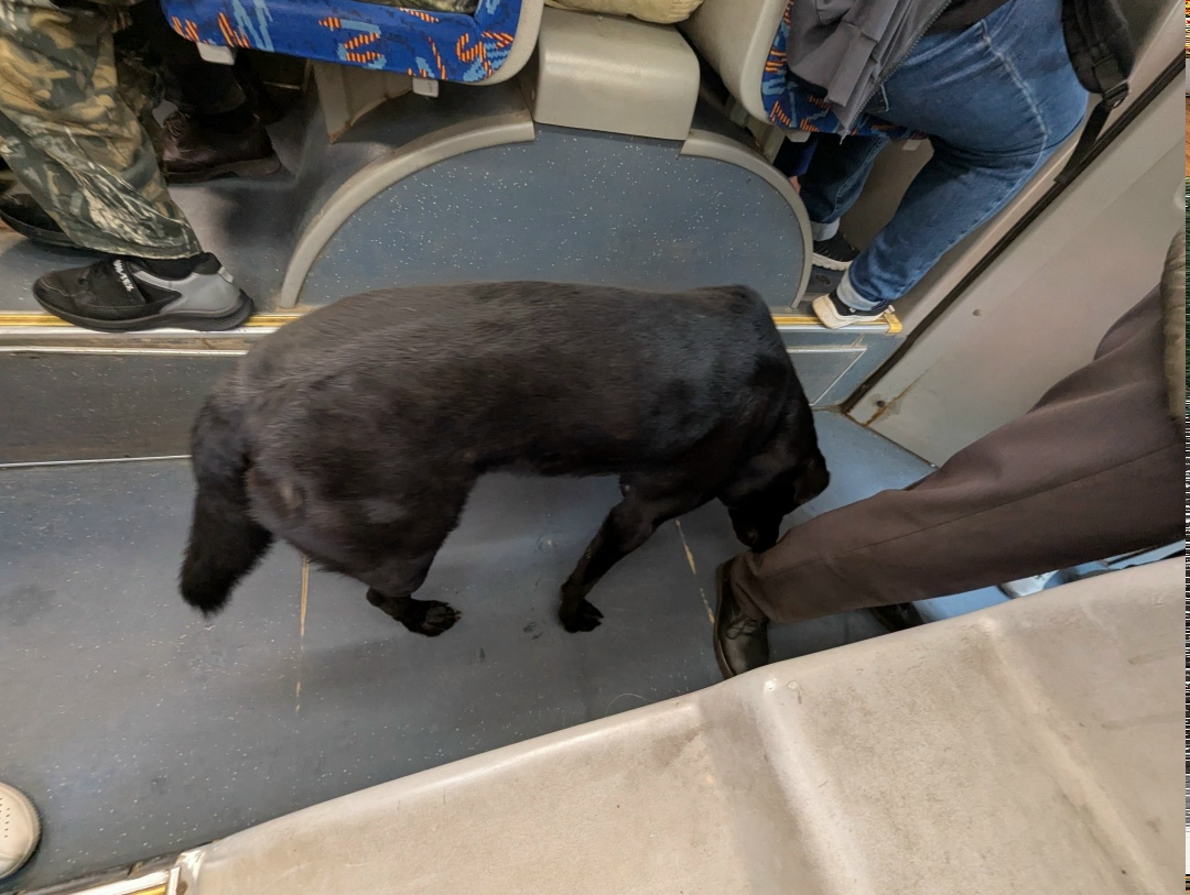 Найдена собака в Перми — фото объявления