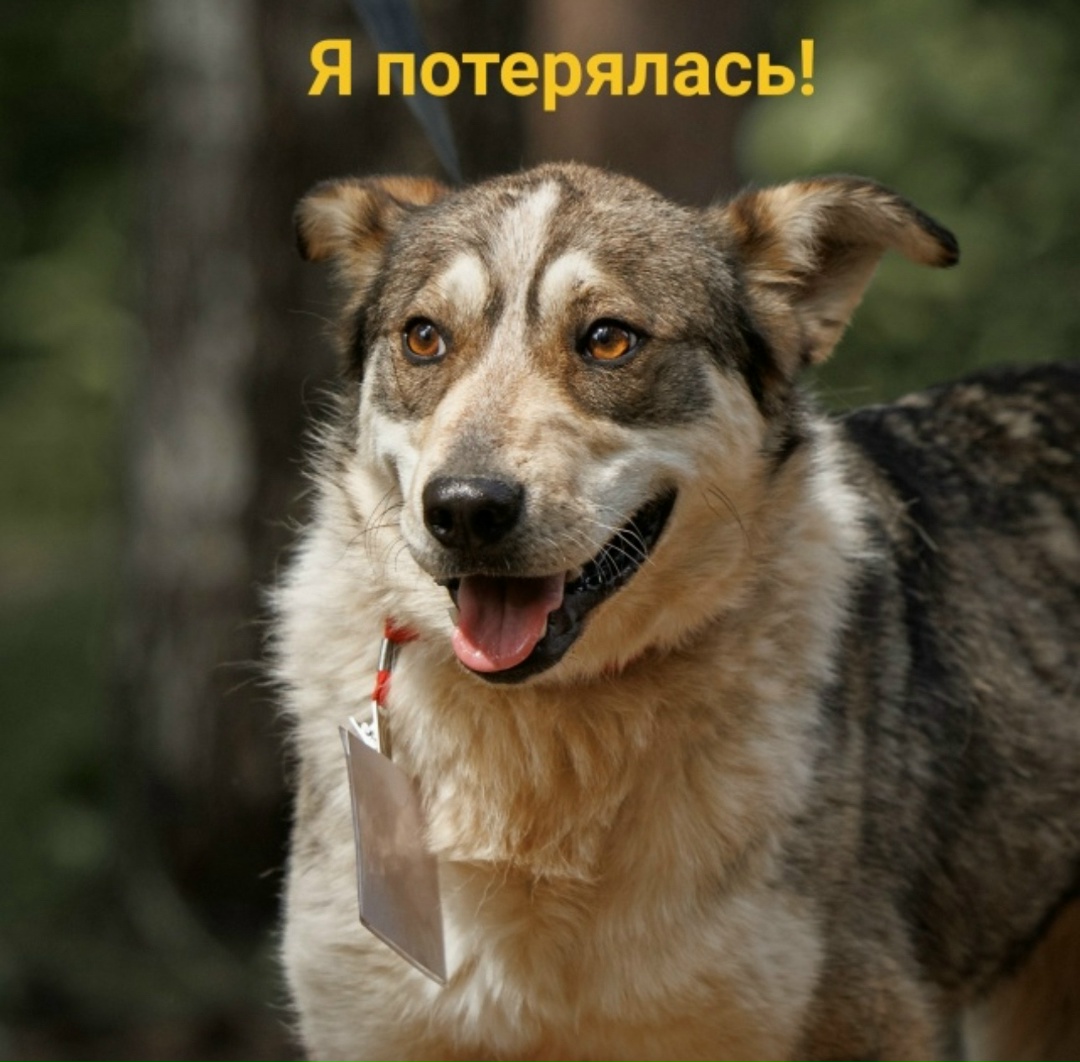 Пропала собака в Перми — фото объявления